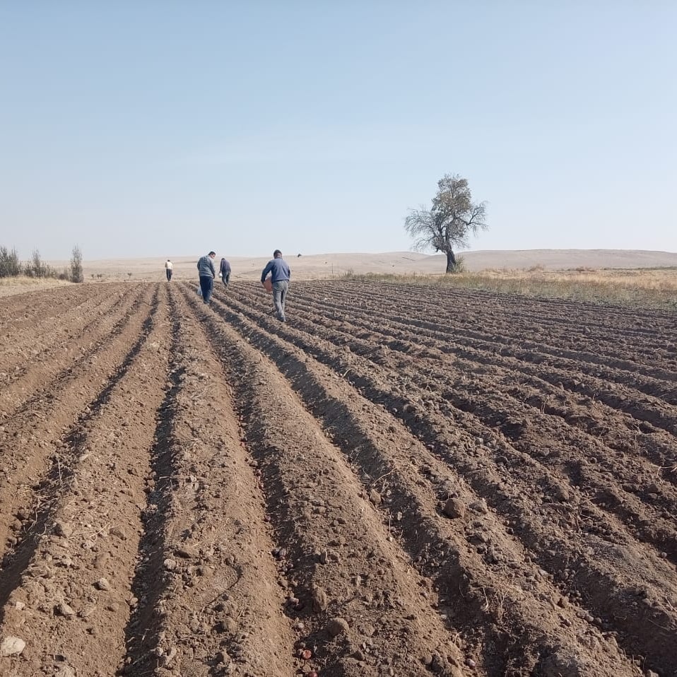 Кишти тухмии дарахтон