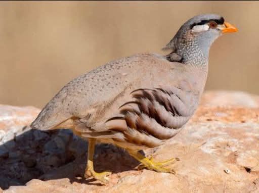 Desert Partridge – Bird of the Year 2026