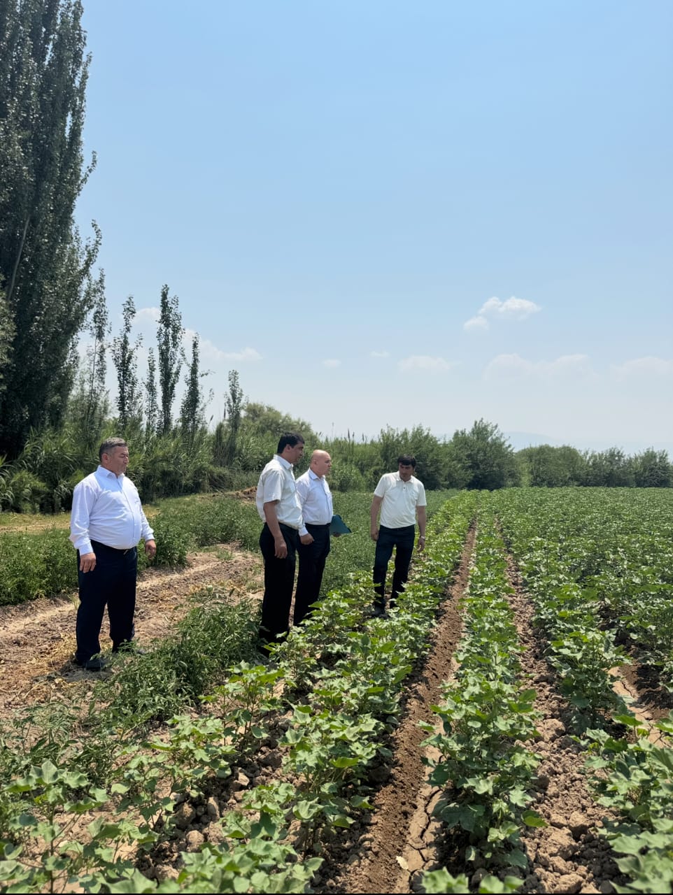 Visit of the Working Group of the Agency for export  to the Cotton Fields of Yovon District