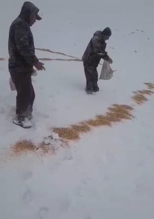 Чорабиниҳои зимистонаи Муассисаи давлатии хоҷагии ҷангали Эсанбойи ноҳияи Рӯдакӣ