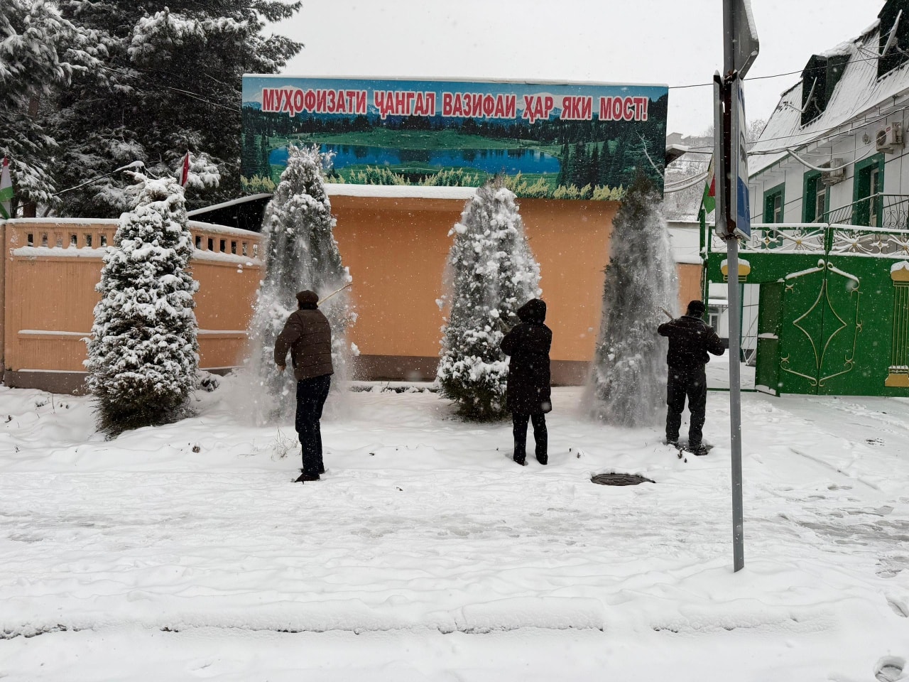 Ҳашари дастаҷамъона барои ҳифзи дарахтони ороишӣ