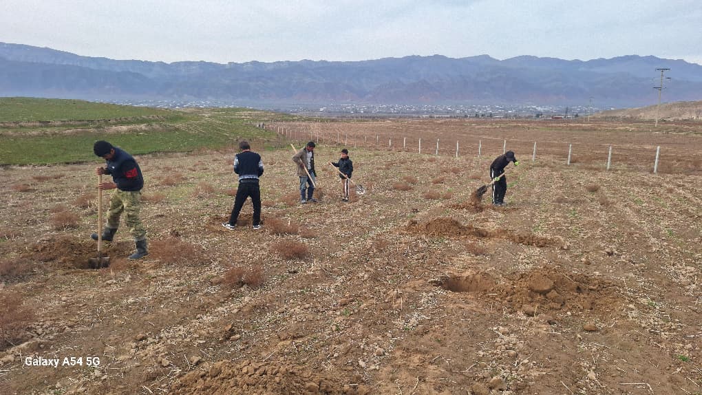 Начало лесозаготовительных работ в регионе "Ходжабулбулон"