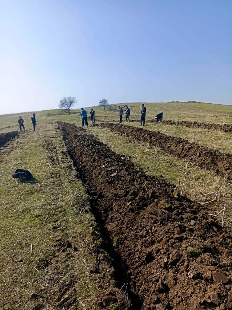 Подготовка более 3 гектаров земли для посадки фисташки