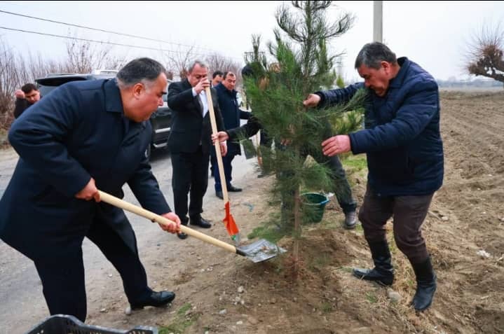 В городах и районах Согдийской области продолжаются мероприятия по посадке деревьев и массовые экологические акции