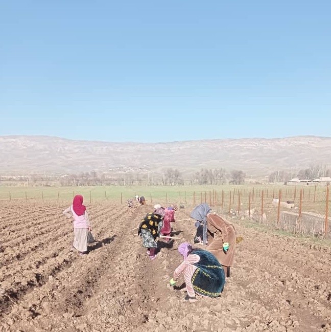 🌲Progress of seedling cultivation works