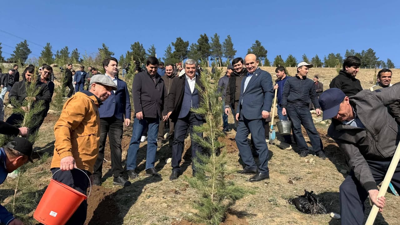 Implementation of Collective Practical Measures for Greening the Hills and Slopes Around the Capital