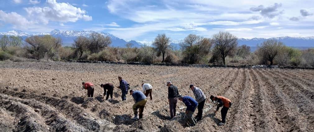 От черенка к лесу