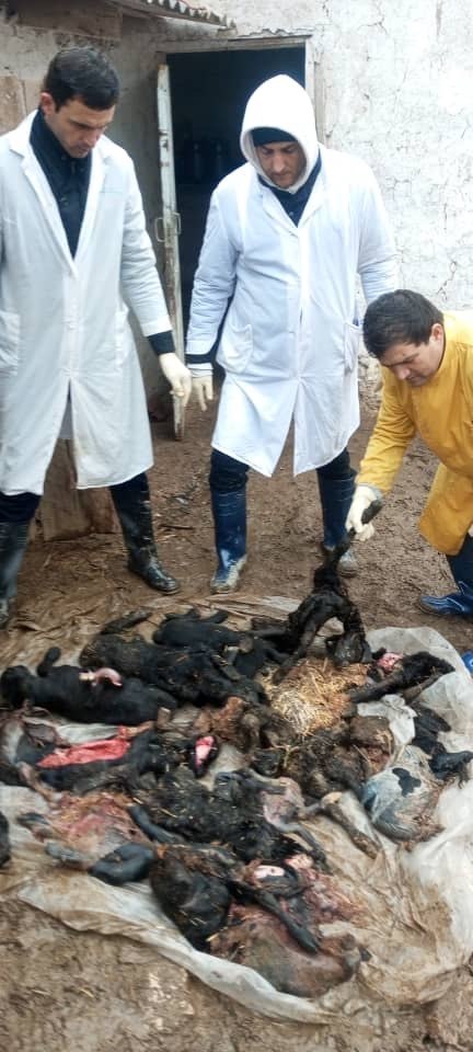 Муайян намудани сабаби бачапартои дар байни чорвоҳои хурди шохдор ва гирифтани намуна барои гузаронидани ташхисҳои озмоиши.