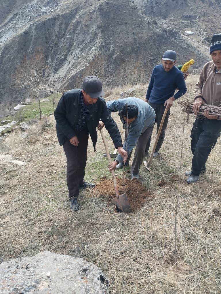 Посадка деревьев с целью устойчивого будущего