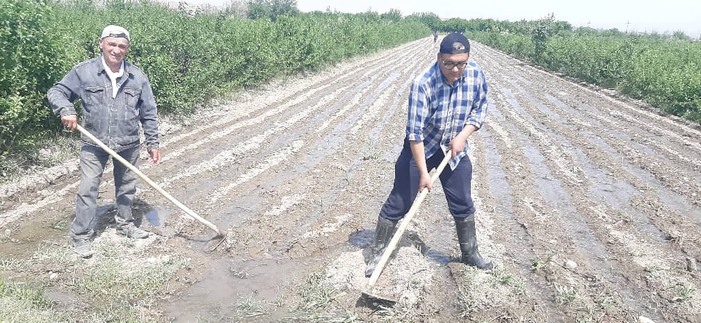 Irrigation (watering) of land plots sown with mulberry seeds.