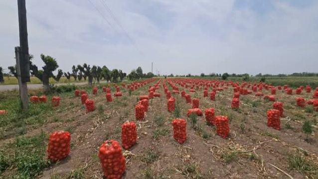Богатый урожай в джамоате деҳот «10-летие Независимости».