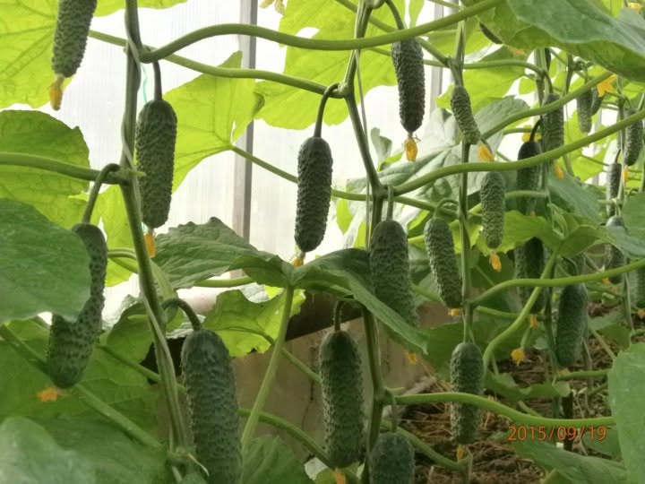 Repeated Cucumber Planting