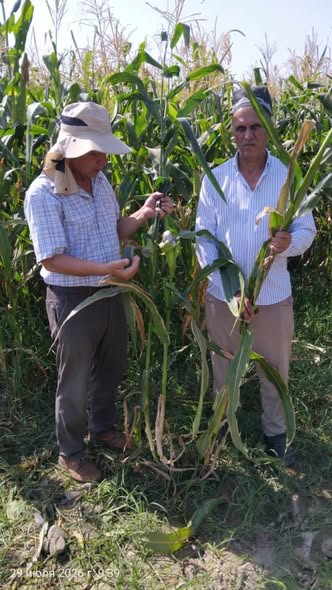 Visit to Corn Fields at LLC Named After L. Murodov, Hisor City