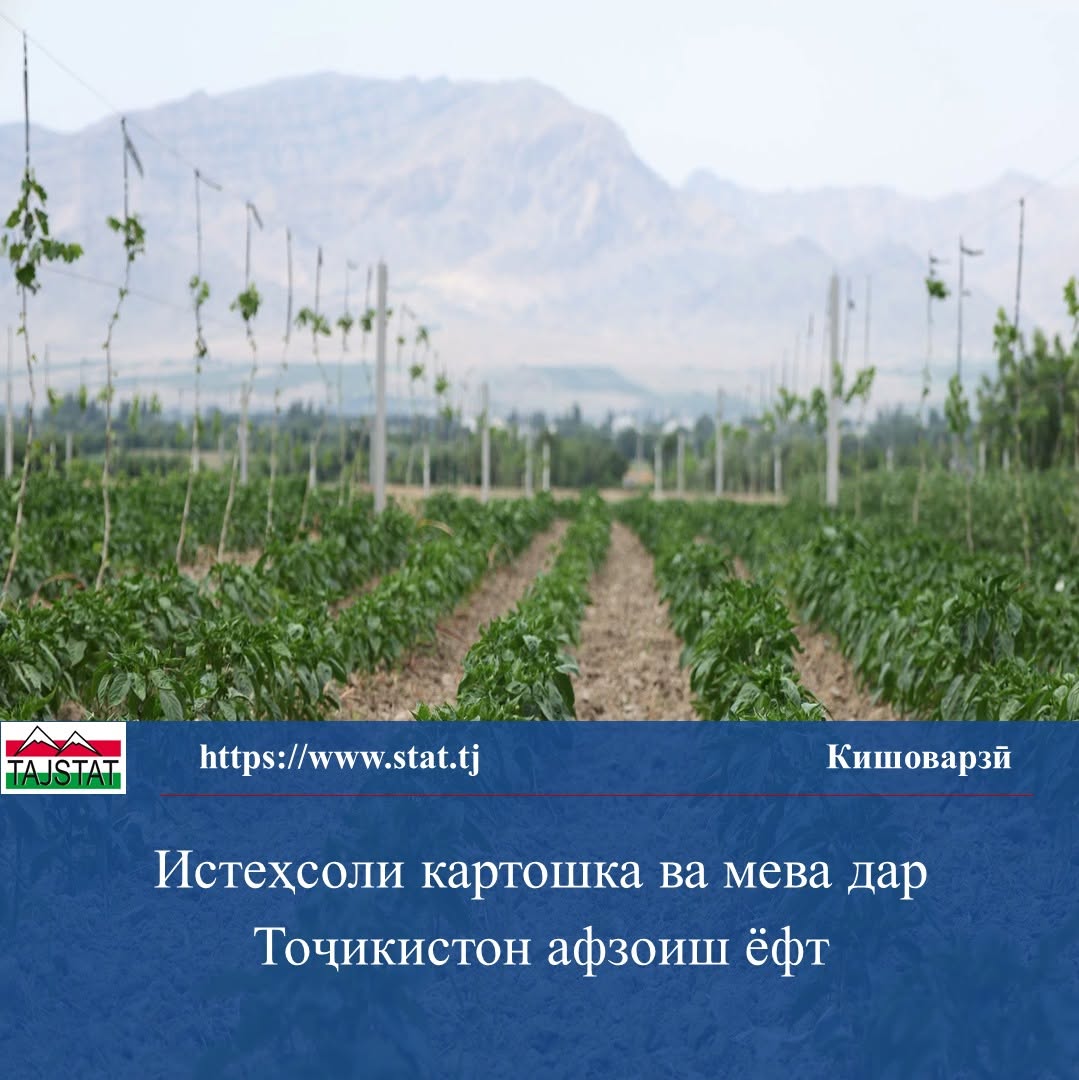 Истеҳсоли картошка ва мева дар Тоҷикистон афзоиш ёфт