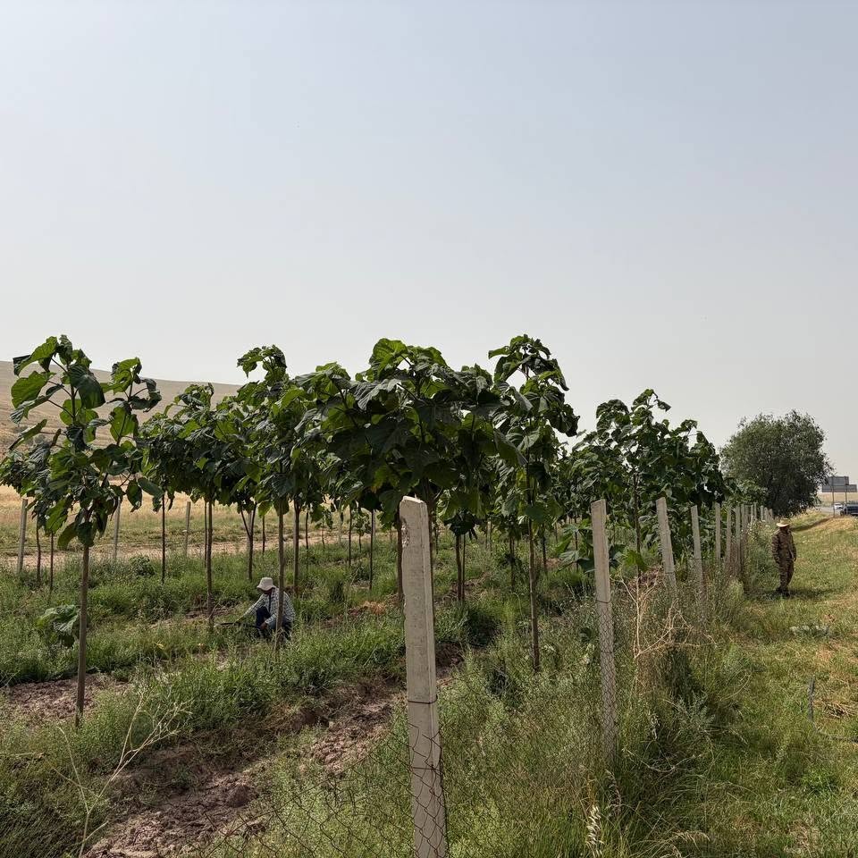 Visit of the delegation of the Forestry Agency under the Government of the Republic of Tajikistan to the regions of Navobod, Aftobruya and Sebiston