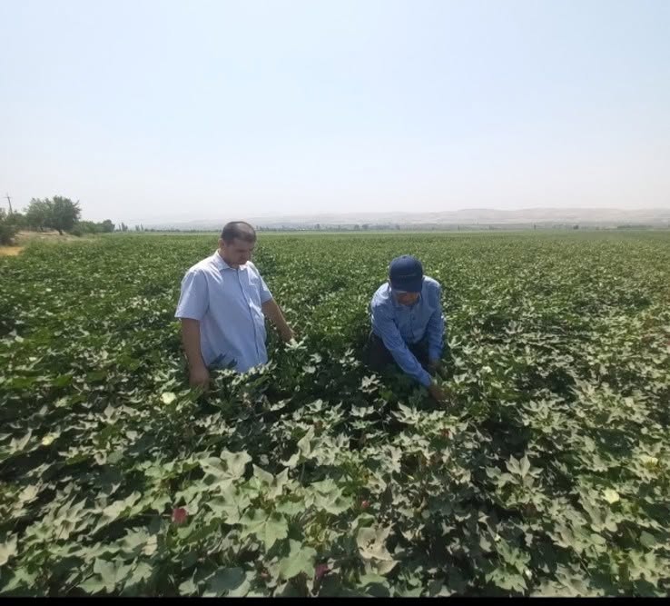Working Visit of Scientists from the Institute of Plant Protection of the Academy of Agricultural Sciences of Tajikistan to Farms in Hisor and Shahrinav Districts